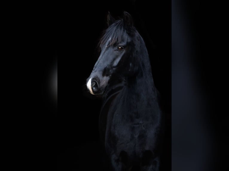 Poni alemán Caballo castrado 4 años 150 cm Negro in Ellefeld