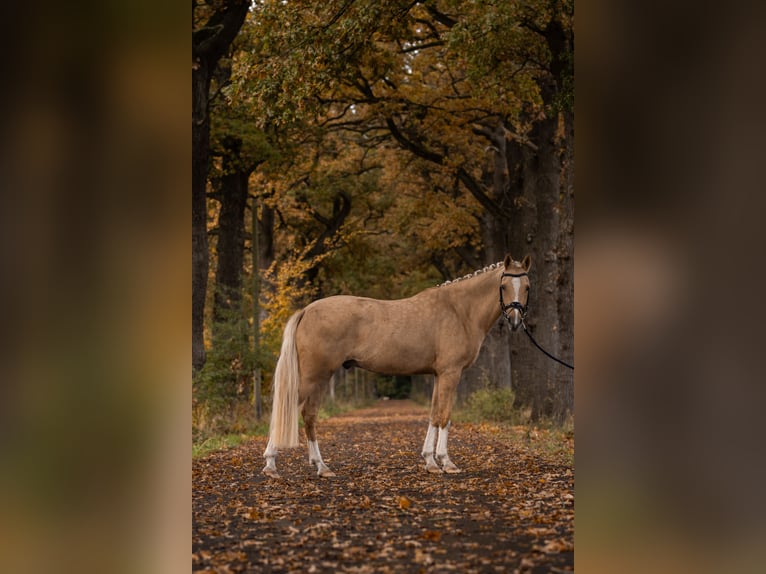 Poni alemán Caballo castrado 4 años 150 cm Palomino in Ascheberg