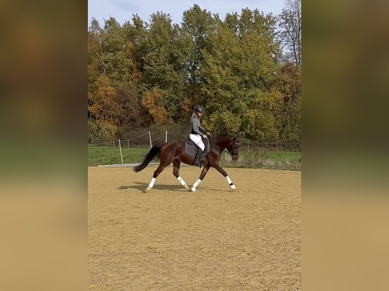 Poni alemán Caballo castrado 4 años 151 cm Castaño in Heinzenbach