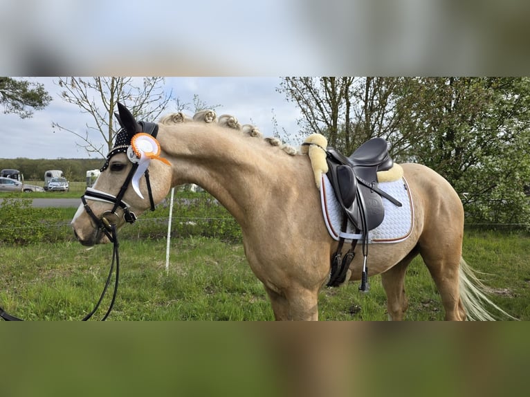 Poni alemán Caballo castrado 4 años 151 cm Palomino in Kamern
