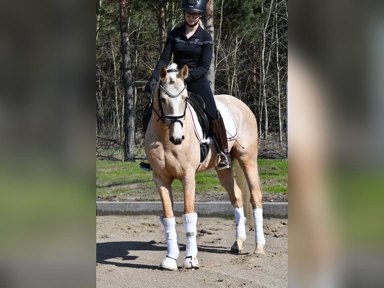 Poni alemán Caballo castrado 4 años 151 cm Palomino in Kamern