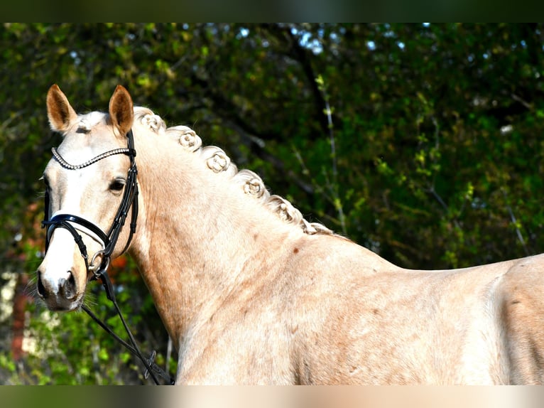 Poni alemán Caballo castrado 4 años 151 cm Palomino in Kamern