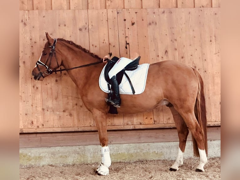 Poni alemán Caballo castrado 4 años 152 cm Alazán in Ampflwang
