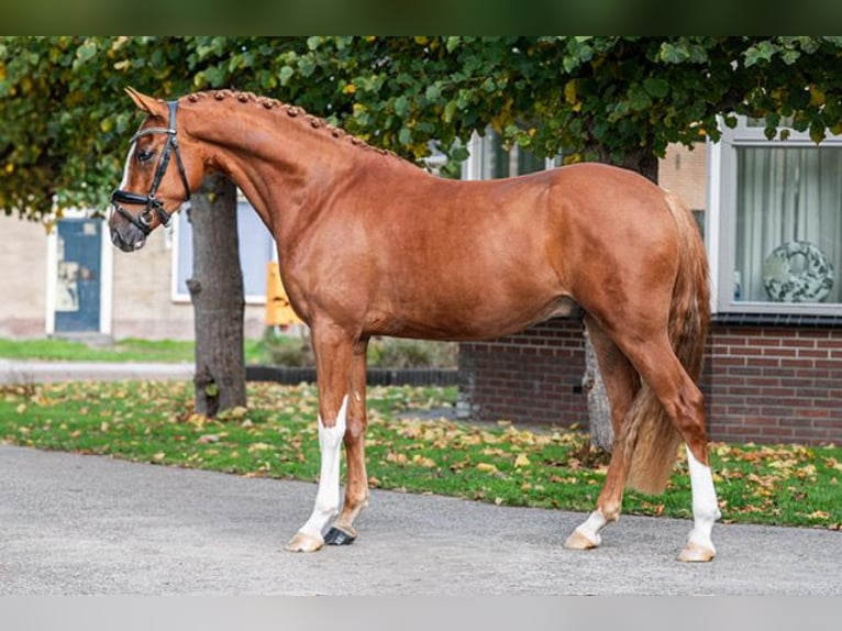 Poni alemán Caballo castrado 4 años 152 cm Alazán in Schoorl