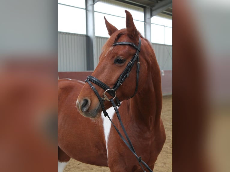 Poni alemán Mestizo Caballo castrado 4 años 152 cm Alazán-tostado in Kerpen