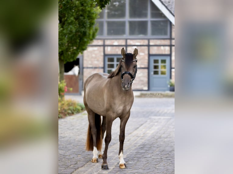 Poni alemán Caballo castrado 4 años 152 cm Bayo in Grevenbroich