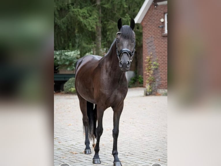 Poni alemán Caballo castrado 4 años 152 cm Negro in Wallenhorst