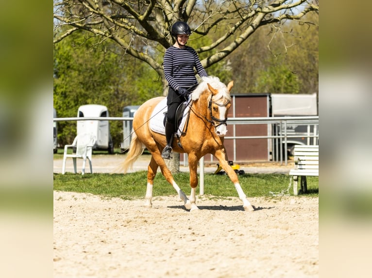 Poni alemán Caballo castrado 4 años 152 cm Palomino in Münster