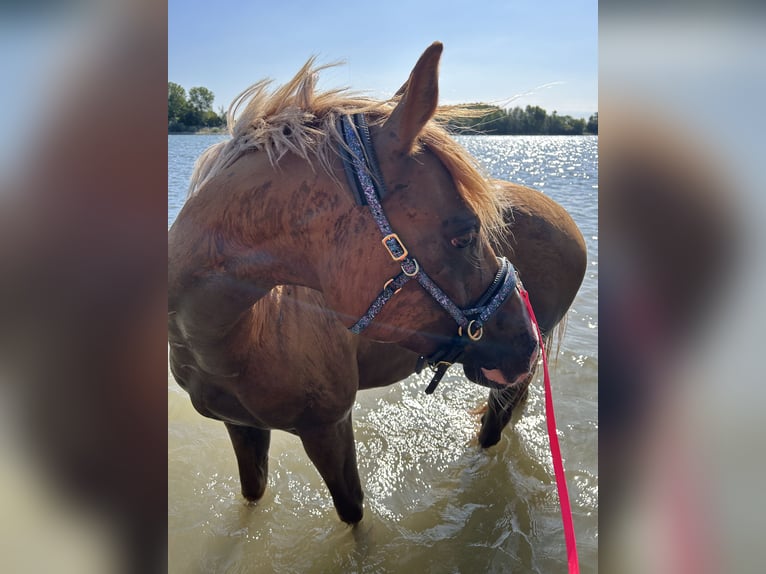 Poni alemán Caballo castrado 4 años 153 cm Alazán in Ellerstadt