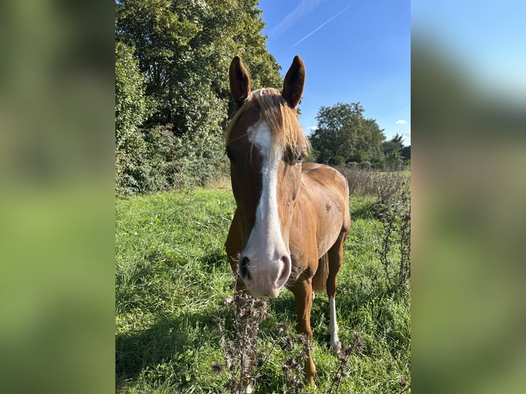 Poni alemán Caballo castrado 4 años 153 cm Alazán in Ellerstadt