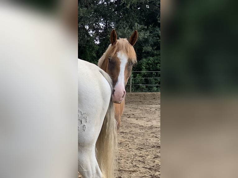 Poni alemán Caballo castrado 4 años 153 cm Alazán in Ellerstadt