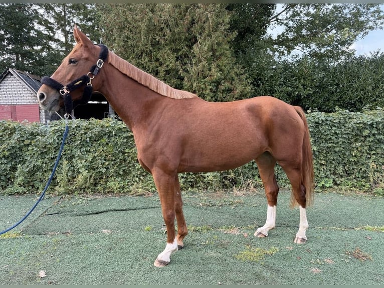 Poni alemán Mestizo Caballo castrado 4 años 153 cm Alazán in Quickborn