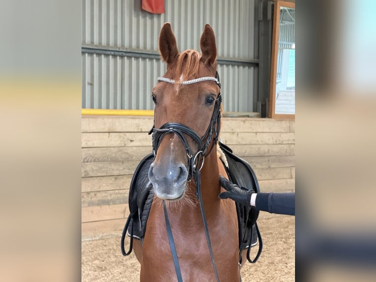 Poni alemán Mestizo Caballo castrado 4 años 153 cm Alazán in Quickborn