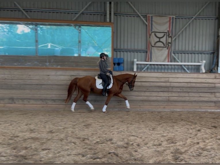 Poni alemán Mestizo Caballo castrado 4 años 153 cm Alazán in Quickborn