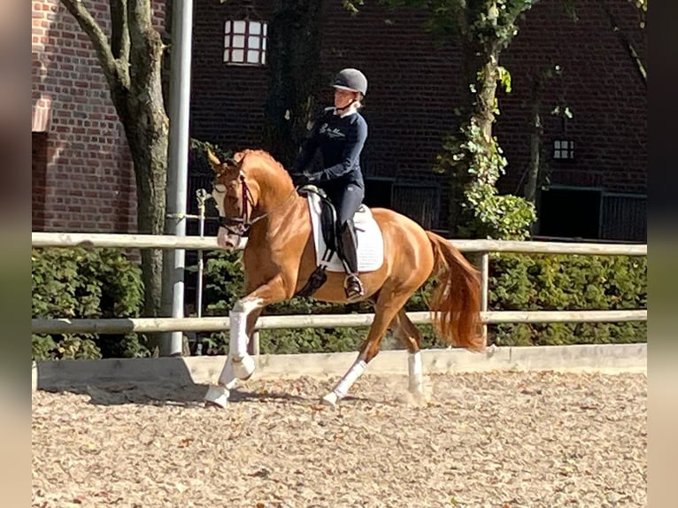 Poni alemán Caballo castrado 4 años 153 cm Alazán in Tönisvorst