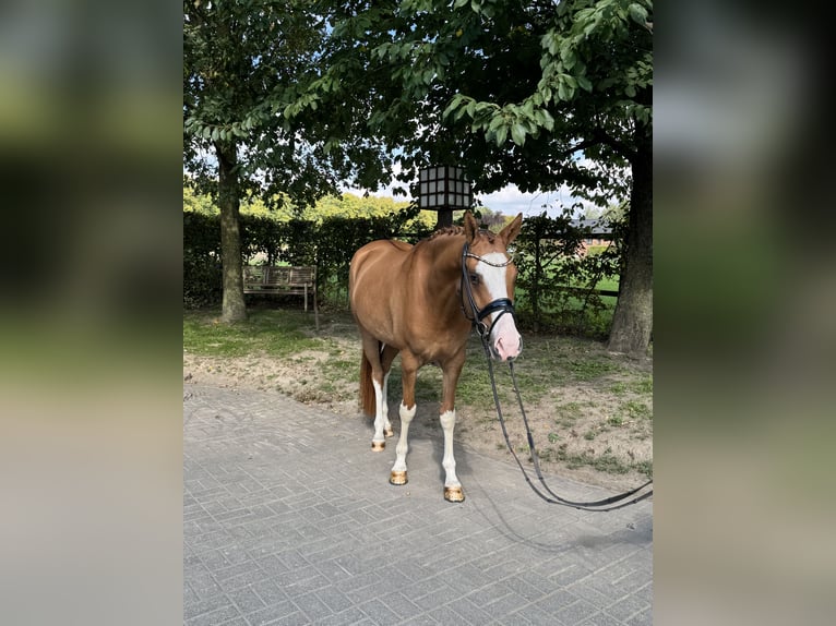Poni alemán Caballo castrado 4 años 153 cm Alazán in Tönisvorst