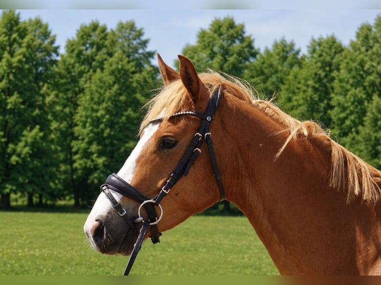 Poni alemán Caballo castrado 4 años 153 cm Alazán in Treuenbrietzen