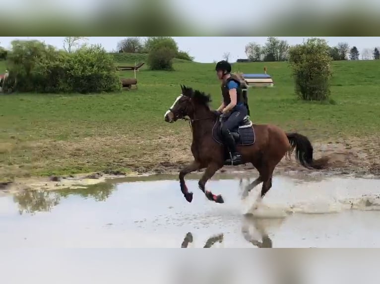 Poni alemán Caballo castrado 4 años 153 cm Castaño in Bülstringen