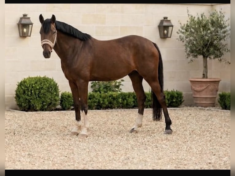 Poni alemán Caballo castrado 4 años 154 cm Castaño in Weeze