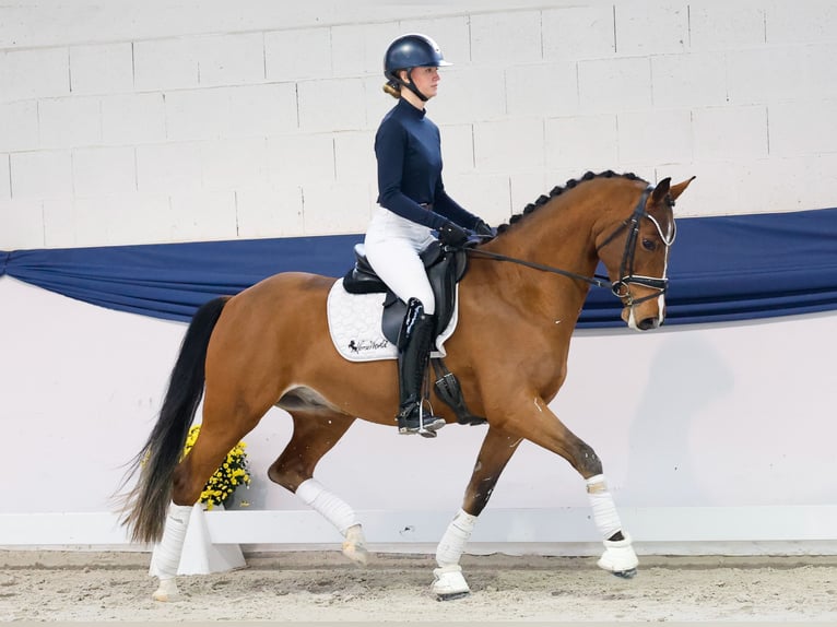 Poni alemán Caballo castrado 4 años 154 cm Castaño in Marsberg