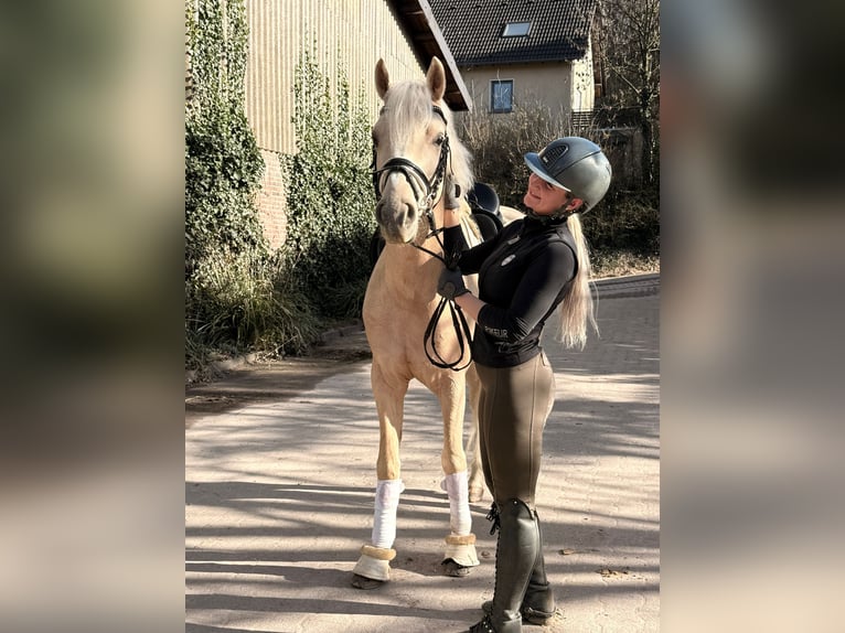 Poni alemán Caballo castrado 4 años 154 cm Palomino in Münster