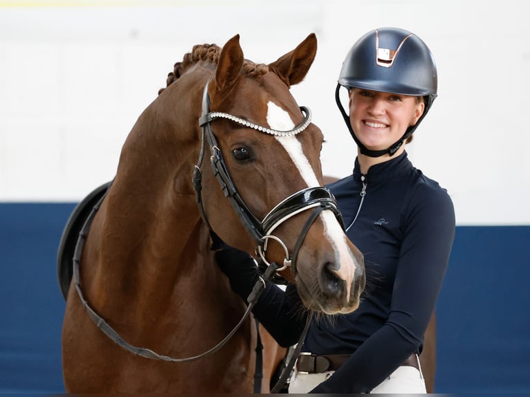 Poni alemán Caballo castrado 4 años 155 cm Alazán-tostado in Marsberg