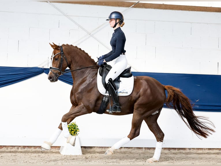 Poni alemán Caballo castrado 4 años 155 cm Alazán-tostado in Marsberg