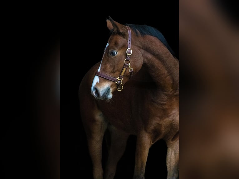 Poni alemán Caballo castrado 4 años 155 cm Castaño in Gelchsheim 97255