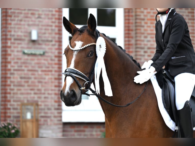 Poni alemán Caballo castrado 4 años 155 cm Castaño in Mohrkirch