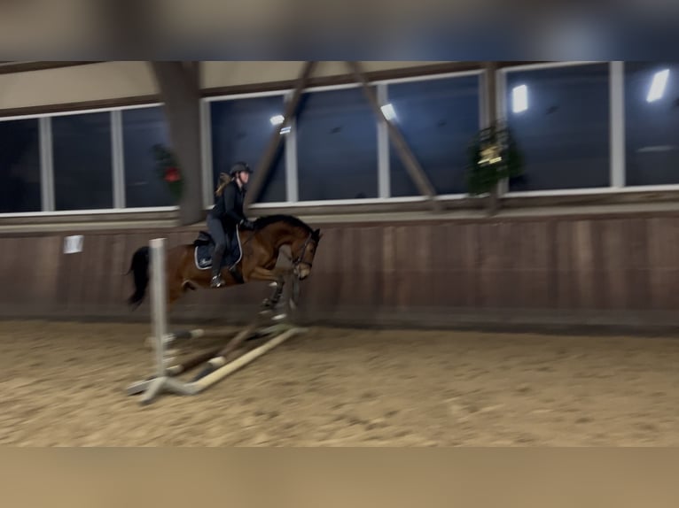 Poni alemán Caballo castrado 4 años 155 cm Castaño in Wedel