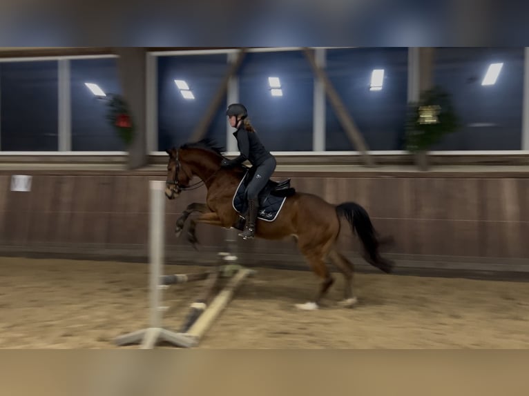 Poni alemán Caballo castrado 4 años 155 cm Castaño in Wedel