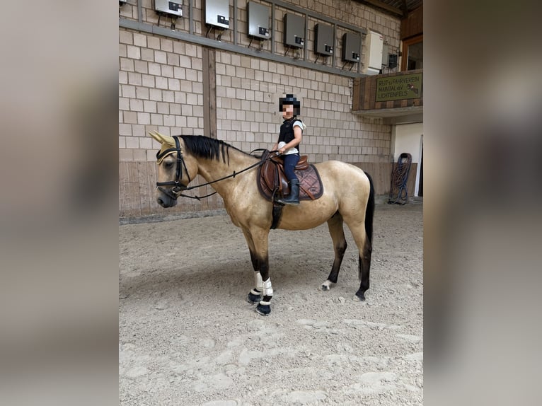 Poni alemán Caballo castrado 4 años 156 cm Buckskin/Bayo in Lichtenfels