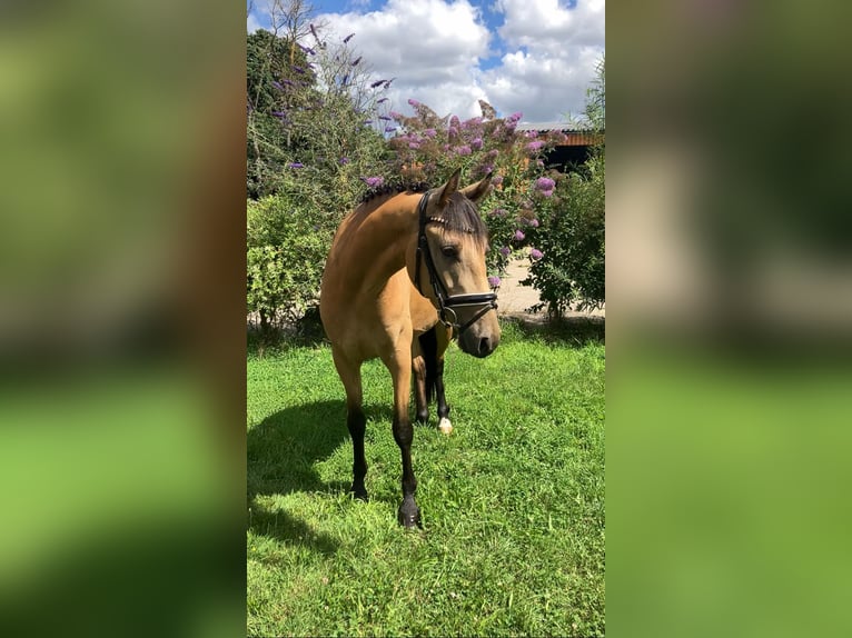 Poni alemán Caballo castrado 4 años 158 cm Buckskin/Bayo in Rochau