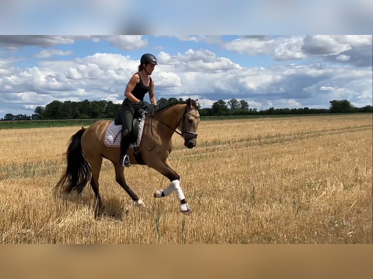 Poni alemán Caballo castrado 4 años 158 cm Buckskin/Bayo in Rochau