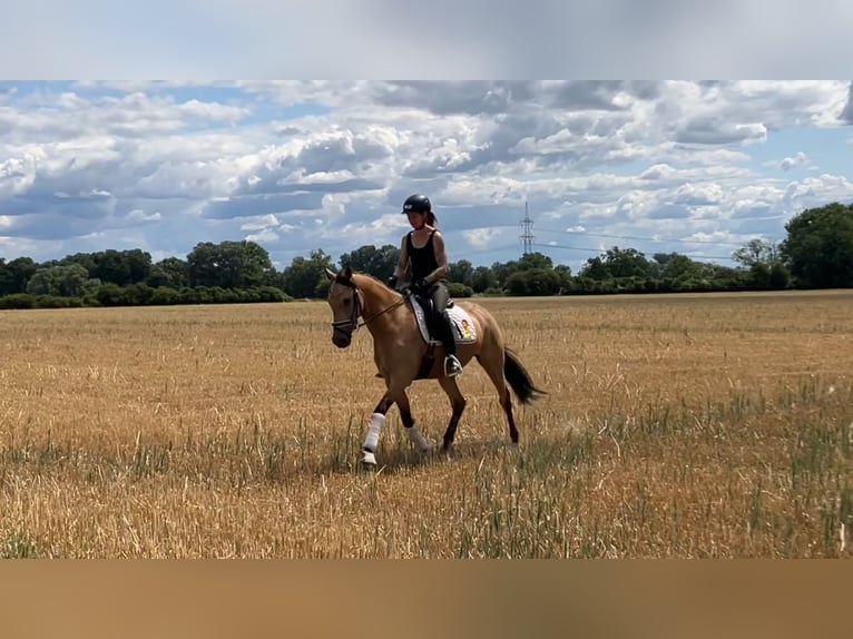 Poni alemán Caballo castrado 4 años 158 cm Buckskin/Bayo in Rochau