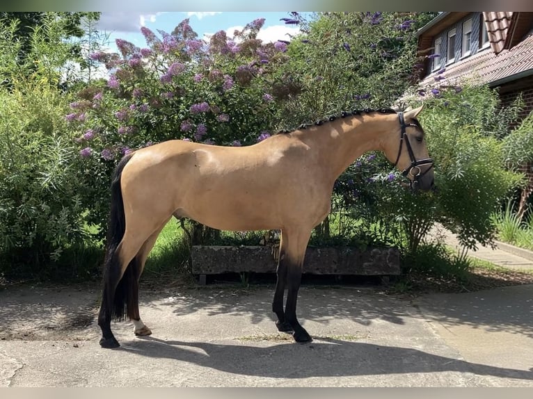 Poni alemán Caballo castrado 4 años 158 cm Buckskin/Bayo in Rochau