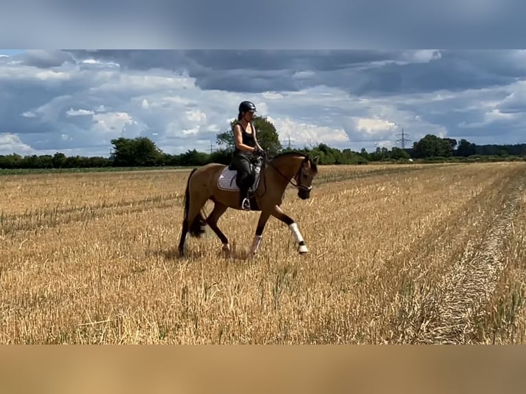 Poni alemán Caballo castrado 4 años 158 cm Buckskin/Bayo in Rochau