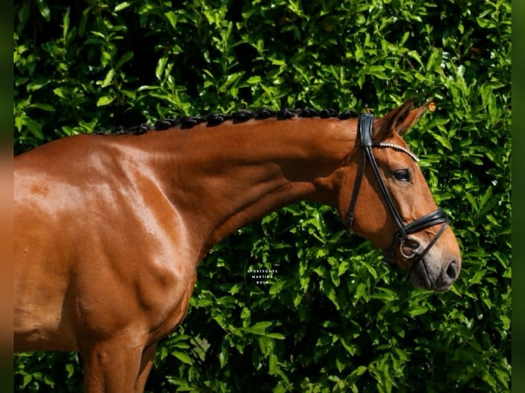 Poni alemán Caballo castrado 4 años 178 cm Castaño in Recke, bei Osnabrück