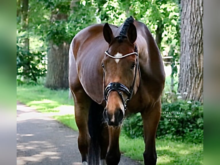 Poni alemán Caballo castrado 4 años 178 cm Castaño in Recke, bei Osnabrück