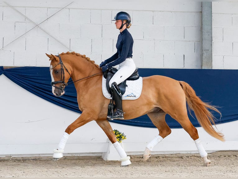 Poni alemán Caballo castrado 4 años Alazán in Marsberg