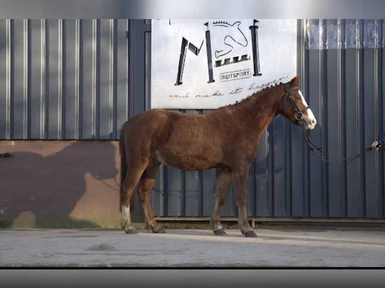 Poni alemán Mestizo Caballo castrado 4 años Alazán in Nordstemmen