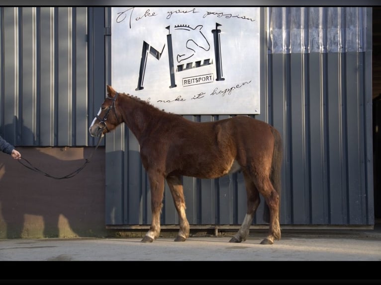 Poni alemán Mestizo Caballo castrado 4 años Alazán in Nordstemmen