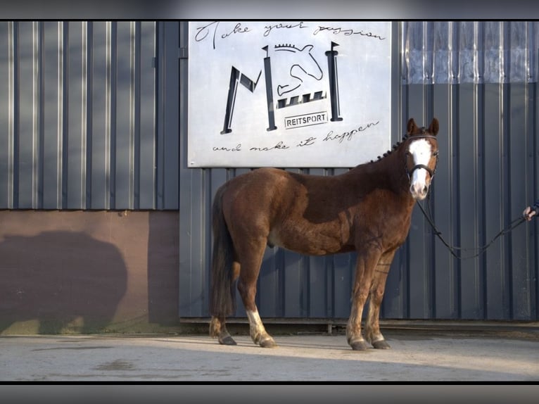 Poni alemán Mestizo Caballo castrado 4 años Alazán in Nordstemmen