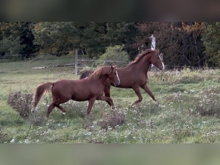 Poni alemán Caballo castrado 4 años Alazán in Wriezen