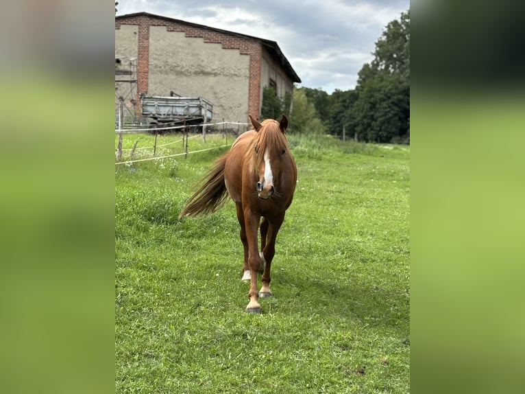 Poni alemán Caballo castrado 4 años Alazán in Wriezen