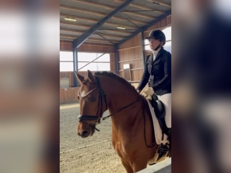 Poni alemán Caballo castrado 4 años Alazán-tostado in Bassum