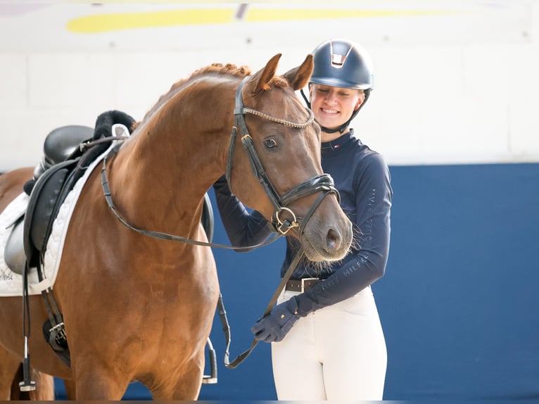 Poni alemán Caballo castrado 4 años Alazán-tostado in Marsberg