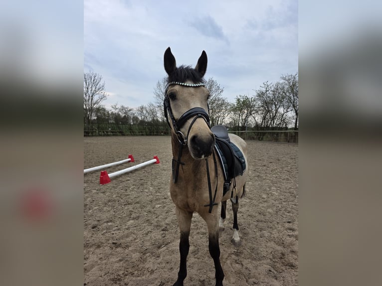 Poni alemán Caballo castrado 4 años Buckskin/Bayo in Lüdershagen