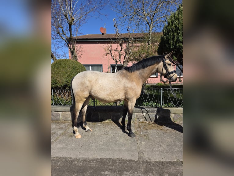 Poni alemán Caballo castrado 4 años Buckskin/Bayo in Lüdershagen