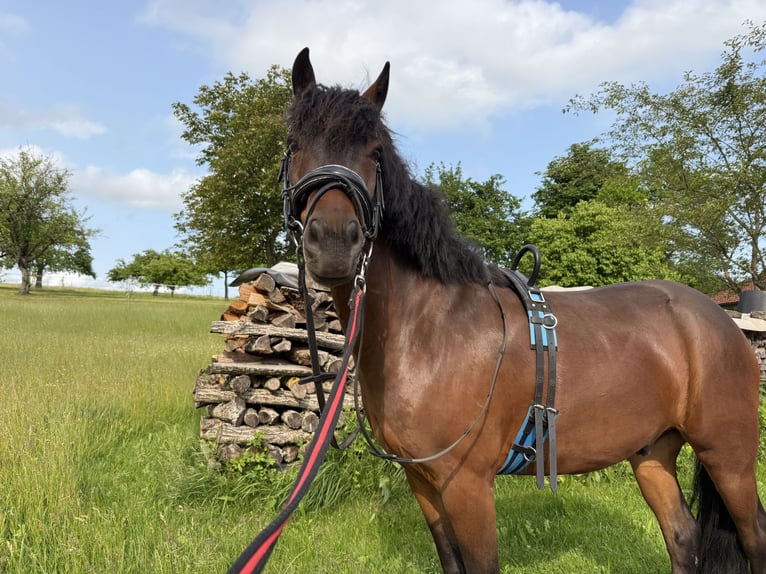 Poni alemán Mestizo Caballo castrado 5 años 130 cm Castaño oscuro in Pfalzgrafenweiler